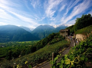 Granfondo_Stelvio_Santini_ciclismo_2014_vigneti