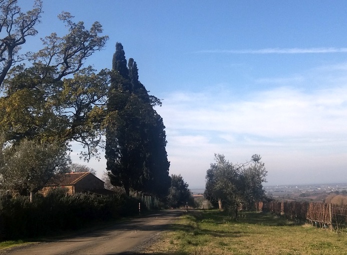 Bolgheri_Run_2016_Castagneto_Carducci_photo_credit_www.bolgherirun.com