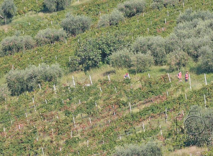 moscato_scanzo_trail_2016_scanzorosciate_ph_credit_fabrizio_servalli_per_flyup-3