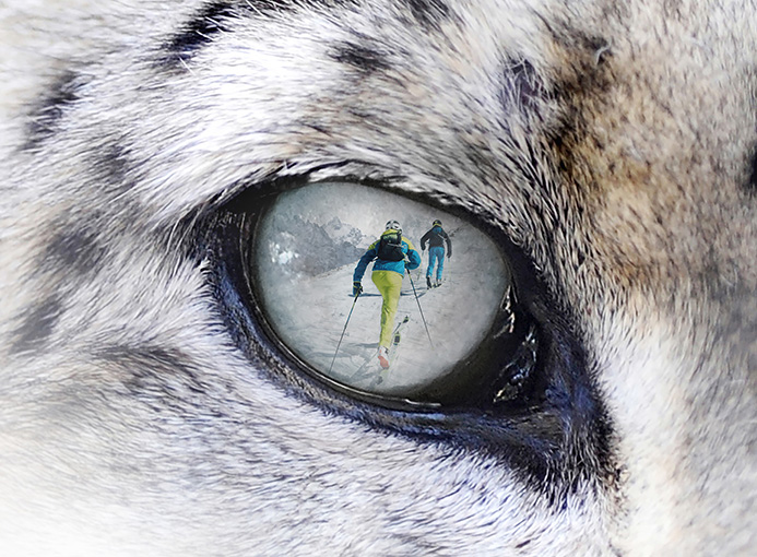 Snow Leopard Day