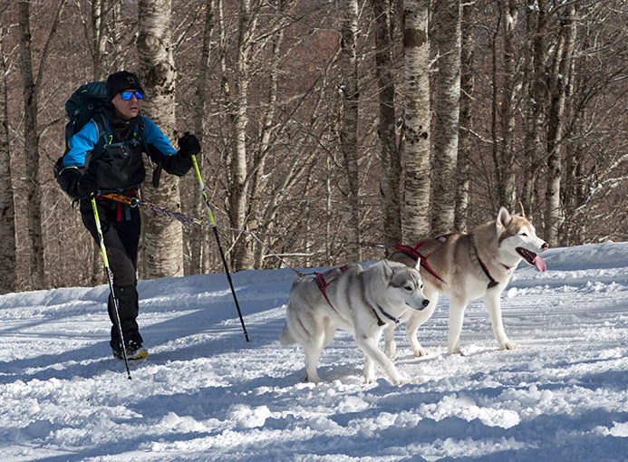 Sila 3 Vette dog endurance