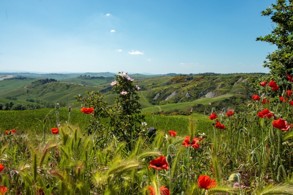 Crete Senesi Ultramarathon