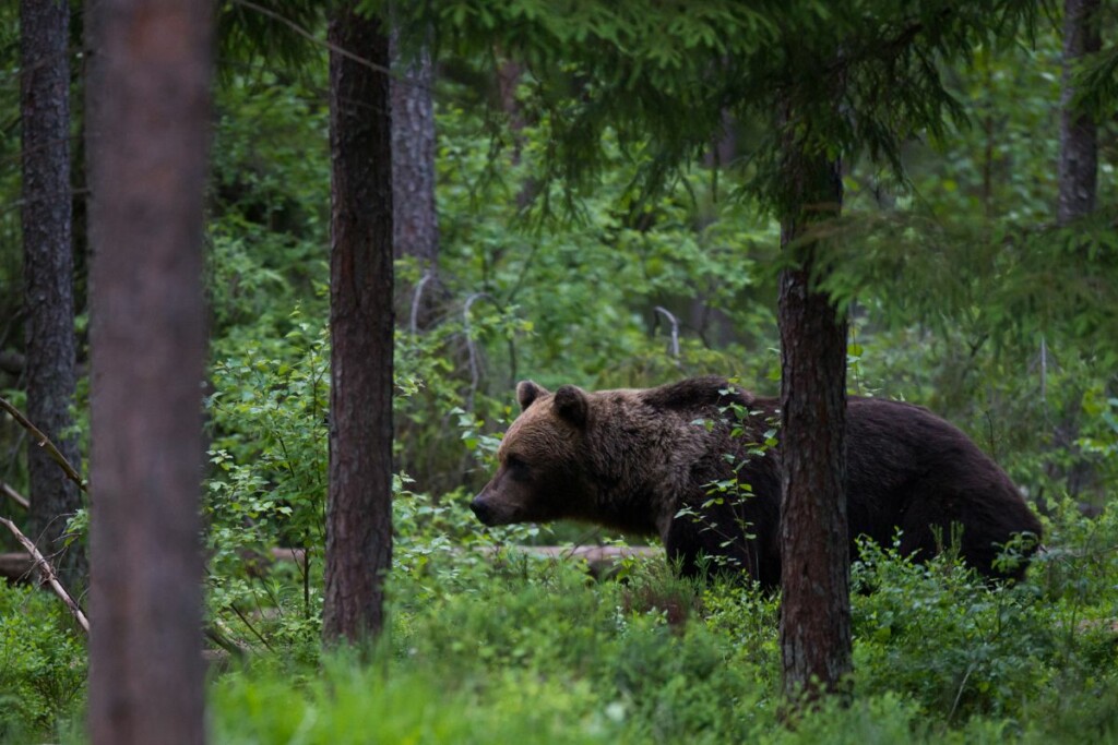 orso foresta