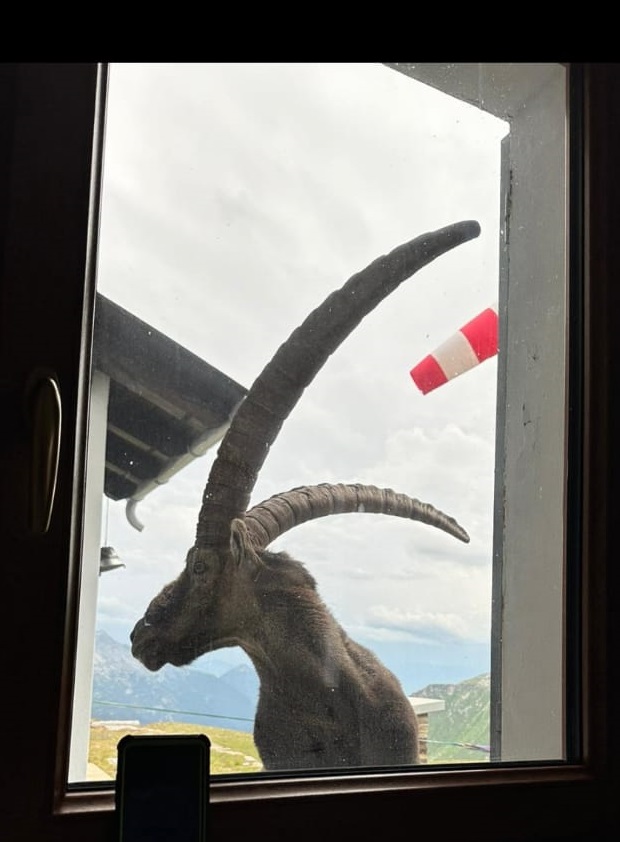 cristian minoggio diga stambecco