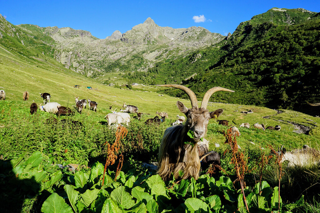 Giir di Mont Premana Piana di Varrone con sfondo il Pizzo Varrone