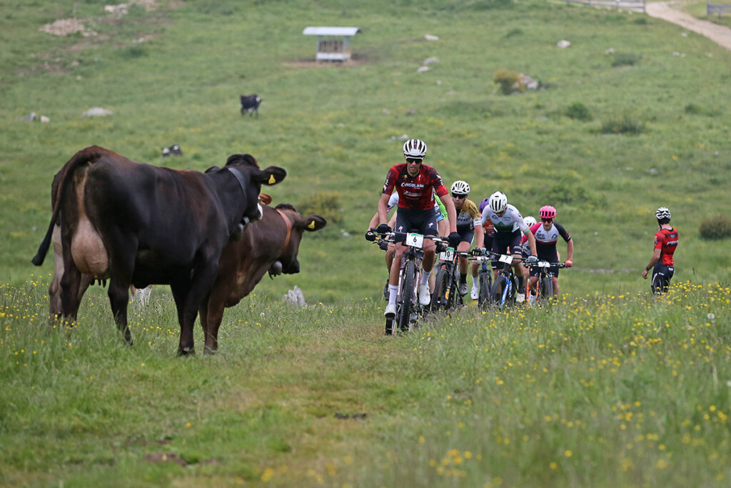 100-km-dei-forti-2025-mtb-cristian-pallaoro-mucche