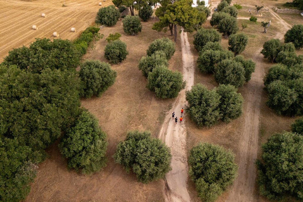 Puglia Utmb per 2025 uliveto