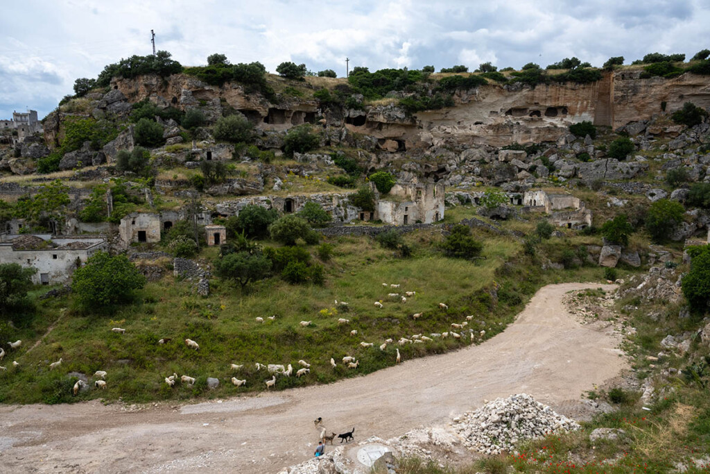Panoramica della Gravina di Ginosa con antiche abitazioni rupestri e gregge al pascolo, lungo i percorsi della Puglia by UTMB 2025 nella Terra delle Gravine.