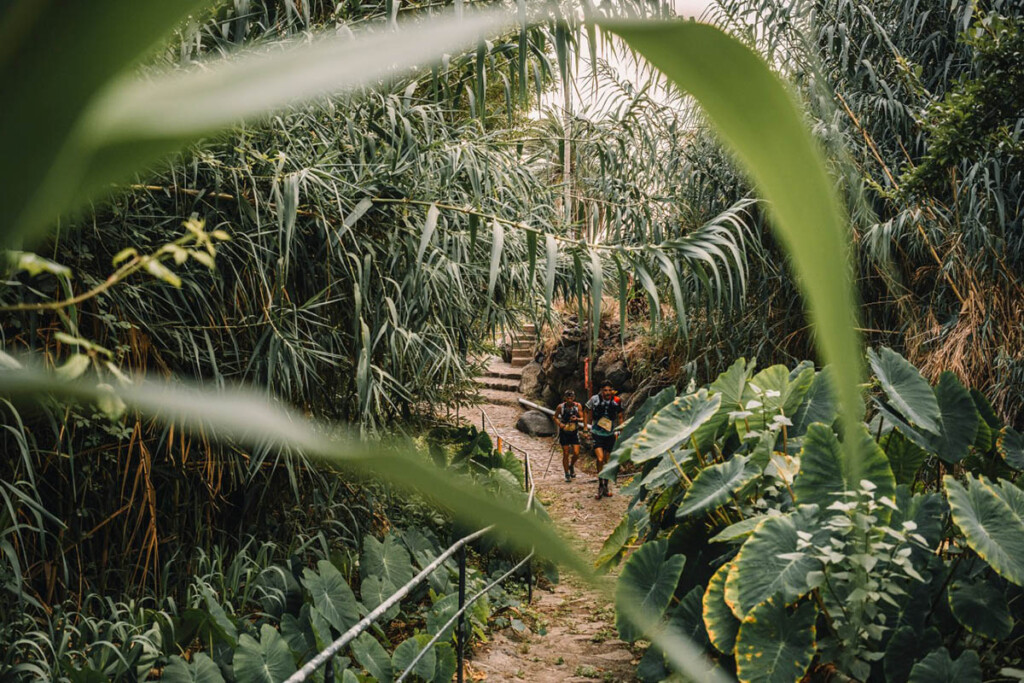 Trail runner immersi nella vegetazione del Parco Nazionale di Garajonay, La Gomera, sede dei Campionati del Mondo di Skyrunning 2026.