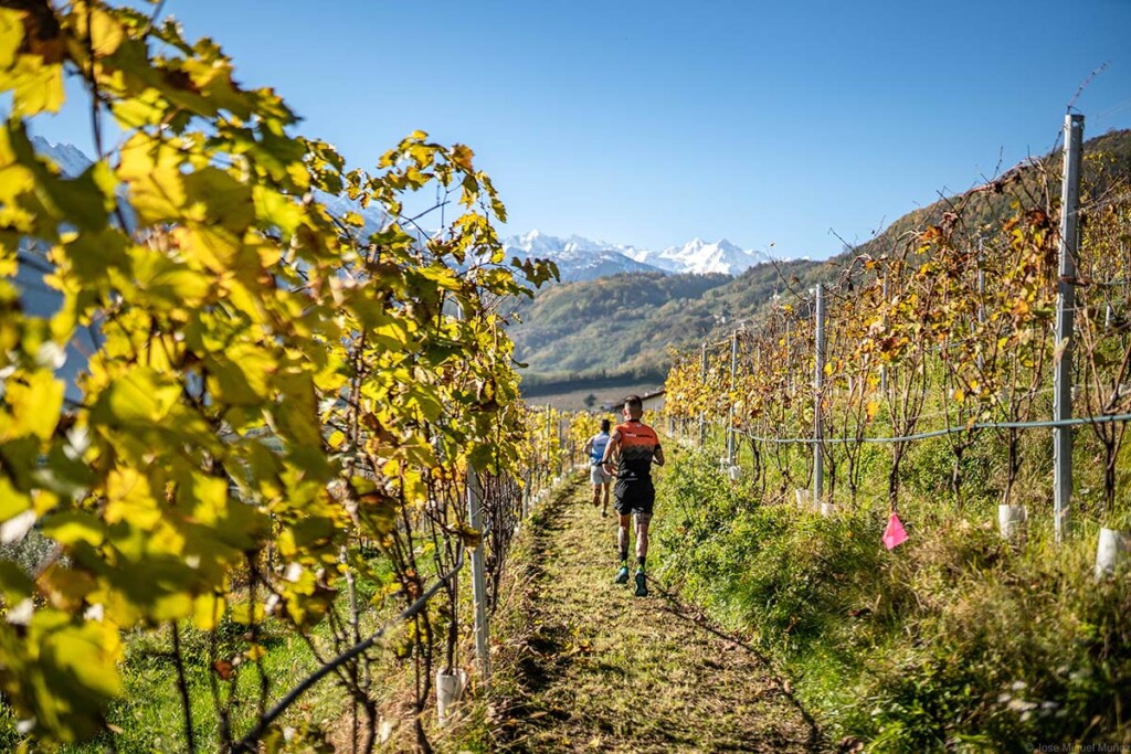 valtellina wine trail 2023 vigneti
