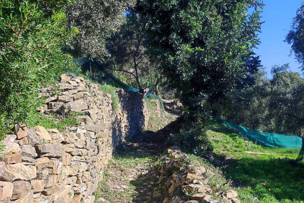 Sentiero tra muretti a secco e uliveti nell’entroterra di Cervo.