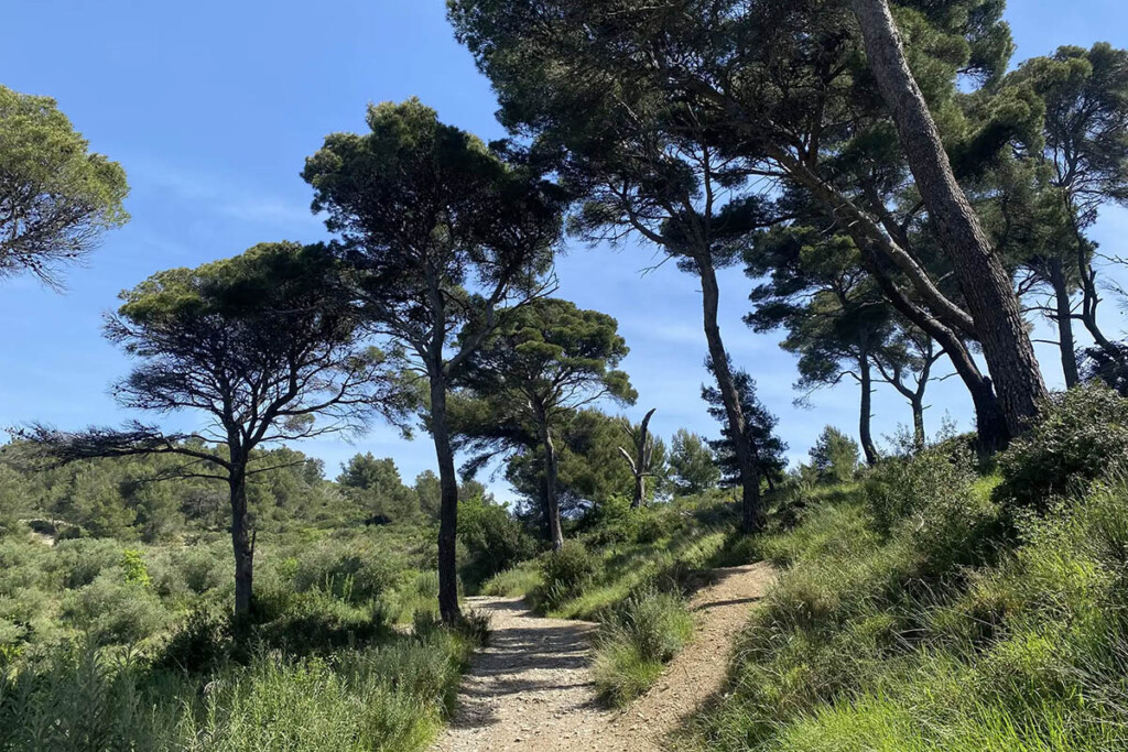 Sentieri nel Parco del Ciapà tra pini e macchia mediterranea sopra Cervo.