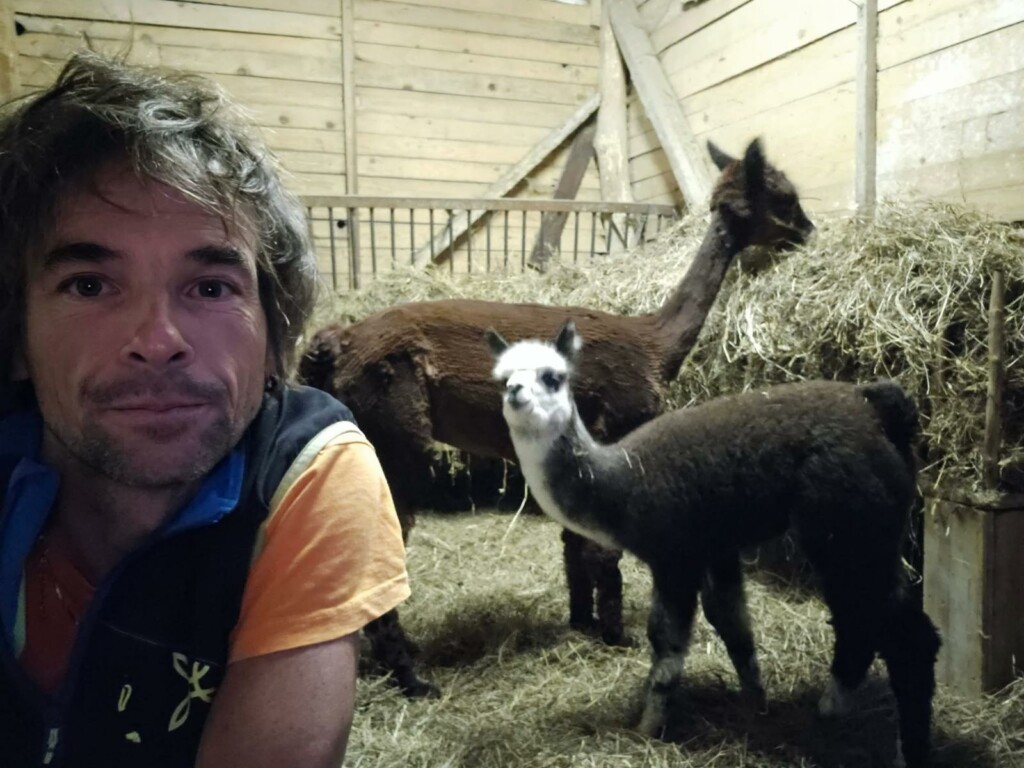 Nicola Vigani Sovere alpaca