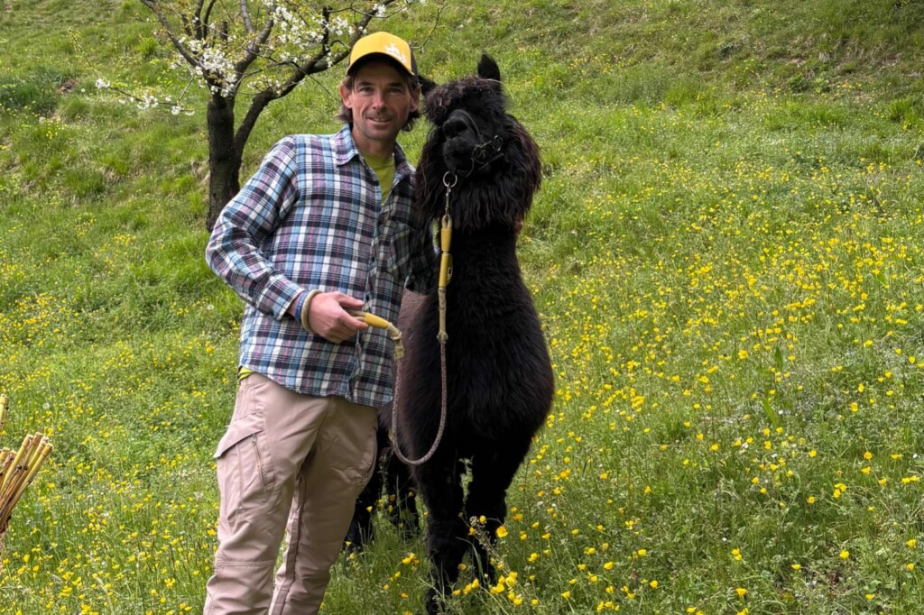 Nicola Vigani Sovere alpaca