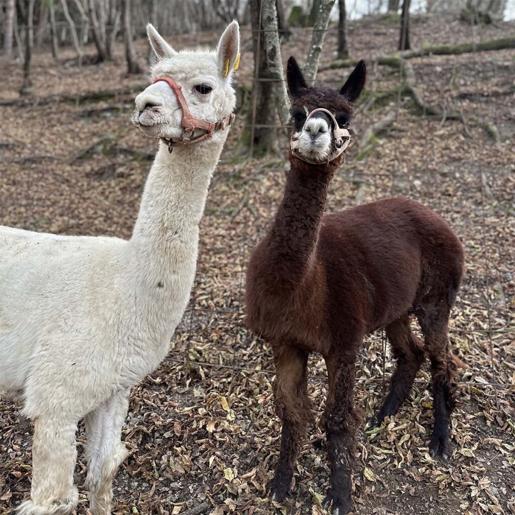 Nicola Vigani Sovere le sue alpache