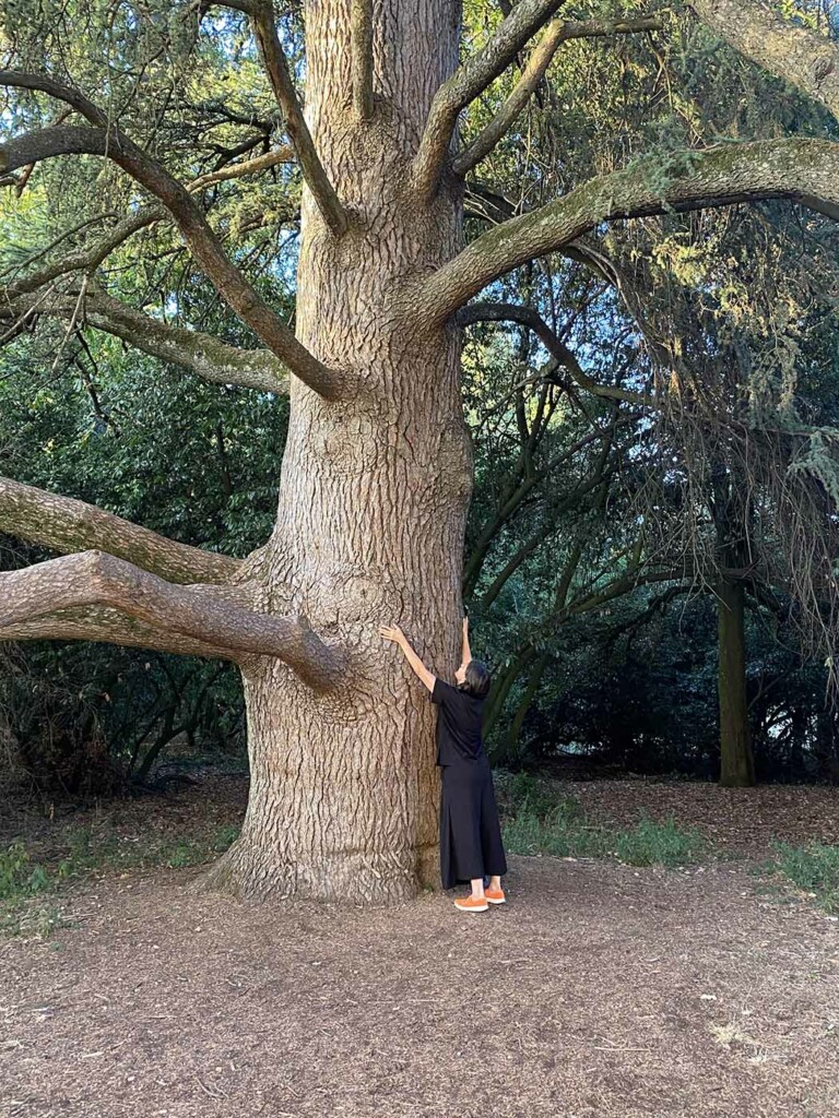Alberi in Cammino Cedro del Libano Sala Baganza