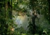 La geometria che salva le foreste: così la disposizione degli alberi protegge la biodiversità foresta verde alberi