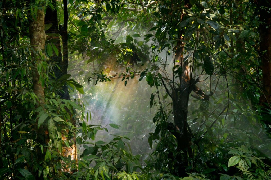 foresta verde alberi